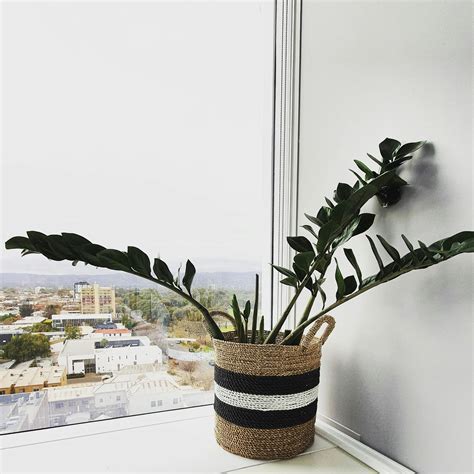 Decorative Plants on Mounted Shelf on Wall · Free Stock Photo