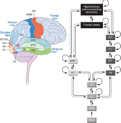 Figure 1 from How cortical neurons help us see: visual recognition in ...