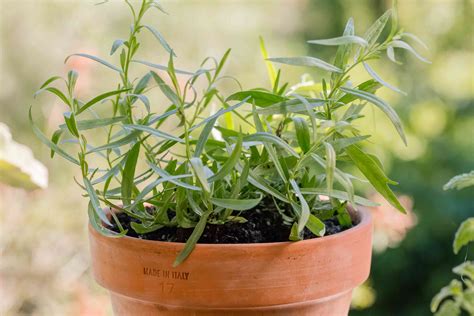 Tarragon Care And Growing Guide