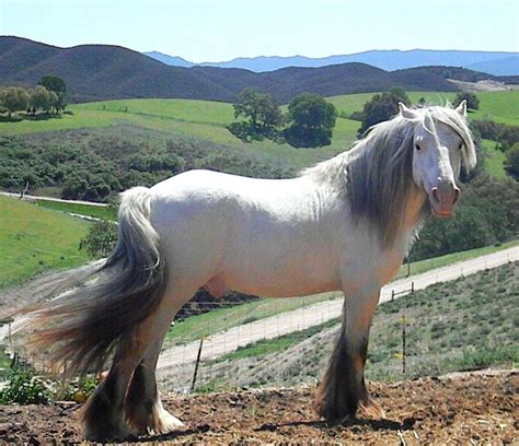 Double Lp Gypsy Vanner Breeding