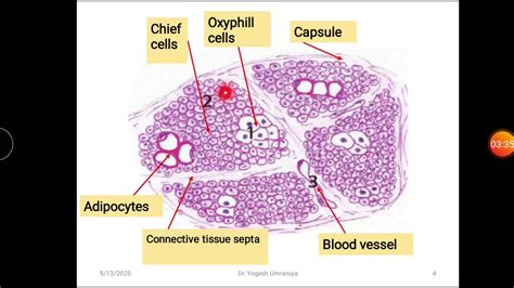 Histology Of Parathyroid Gland