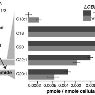 The cellular sphingolipid synthesis pathway and corresponding responses ...