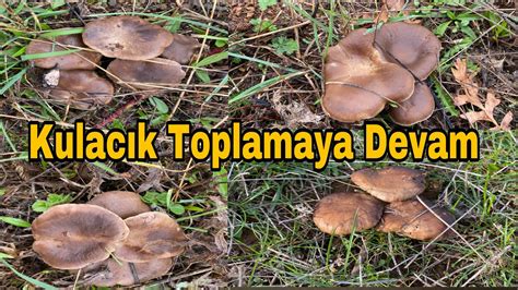 Diken mantarı topladıkkulacık mantarıkara kulak mantarıkara kulacık