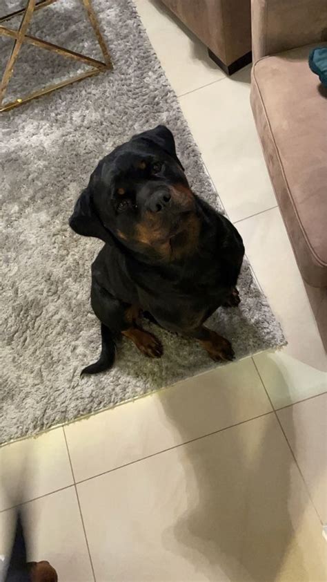 Piekny Piesek Rasy Rottweiler Kanie Stacja OLX Pl