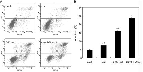 Assessment Of Apoptosis Of Bgc 823 Cells Treated With Curcumin 10 µm