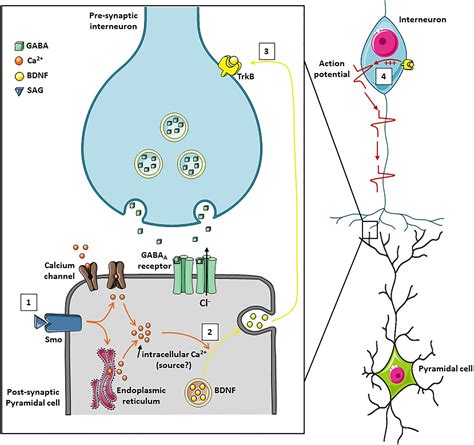 Frontiers Contribution Of Smoothened Receptor Signaling In Gabaergic