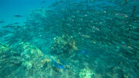 Snorkeling in Hawaii : Outdoors