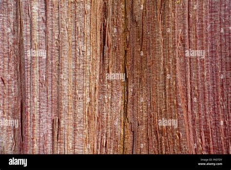 Closeup Of Red Cedar Wood Grain Stock Photo Alamy