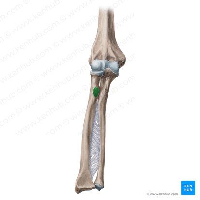 Radial tuberosity: Anatomy, location and function | Kenhub