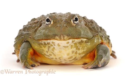 African Bullfrog Photo WP46685