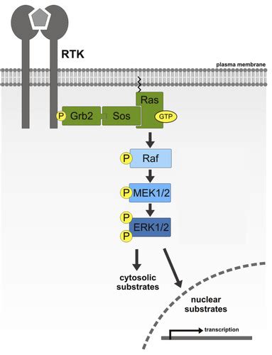 Re L14 15 Intercellular Communication And Signal Transduction 2