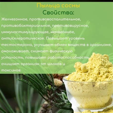 Сосновая пыльца: лечебные свойства и противопоказания, отзывы