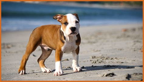 Cute Pitbull Dog Wallpaper