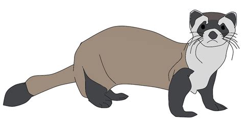 Ferret Png Images Transparent Free Download