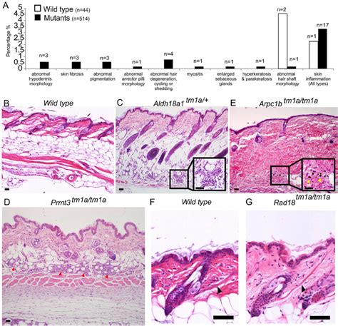 Skin Histopathology Overview A The Dorsal Skin Of Wild Type Mice