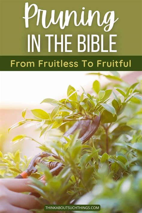 Pruning In The Bible From Fruitless To Fruitful Think About Such Things