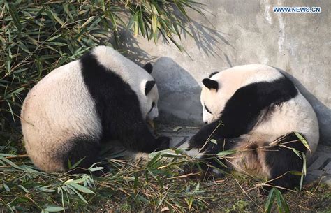 Giant Pandas Returning From U S Adapt To Chinese Life People S