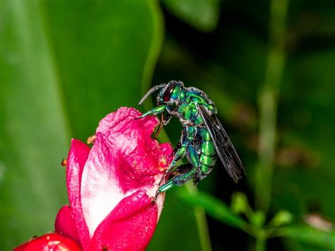 Abelha De Orqu Dea Colorida Ou Exaerete Em Uma Flor Tropical Vermelha