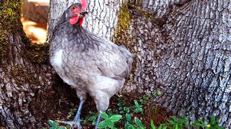 L'andalouse bleue, une poule espagnole - Photos Futura