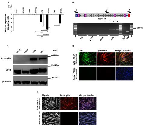 Human Full Length Dystrophin Expression In Pb Transposed C C