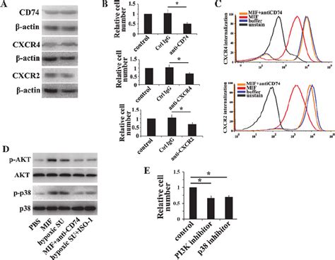 Mifcd74cxcr2cxcr4 Complexes Contribute To Migration Of Cd11bgr 1