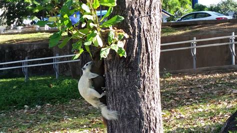 Squirrel Mating Youtube