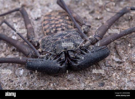 Whip Spider Phrynus Goesii Union Island Saint Vincent And The