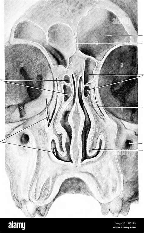 Sinus Sphénoïdal Banque De Photographies Et Dimages à Haute Résolution