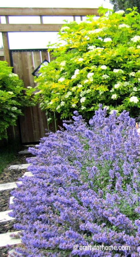 How To Grow Walkers Low Catmint Crafty For Home