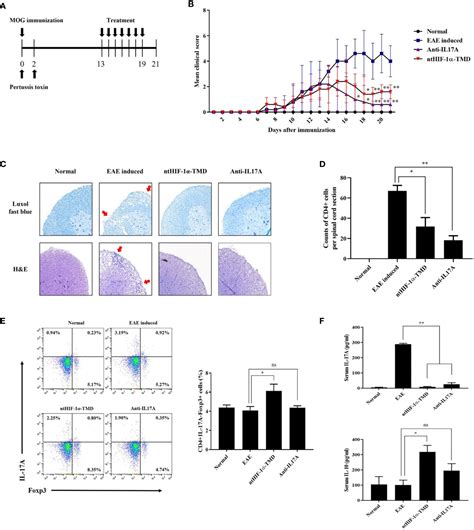 Frontiers Intranuclear Delivery Of Hif 1α Tmd Alleviates Eae Via