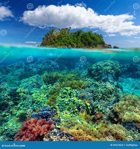 Beautiful Underwater Garden on the Background of the Island. Stock
