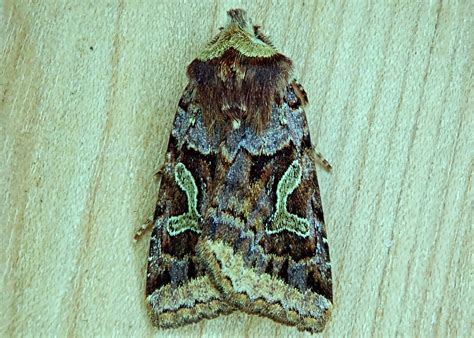 Cerastis enigmatica (Enigmatic Dart Moth) – 10,000 Things of the