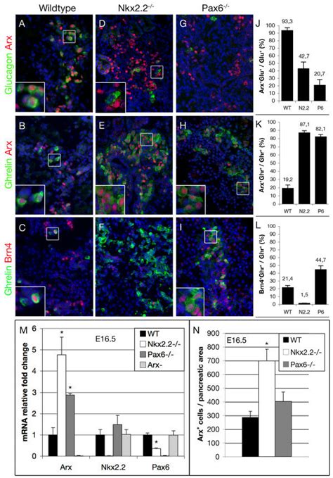 Expression Of Arx And Brn In E Pancreata Of Wild Type Nkx