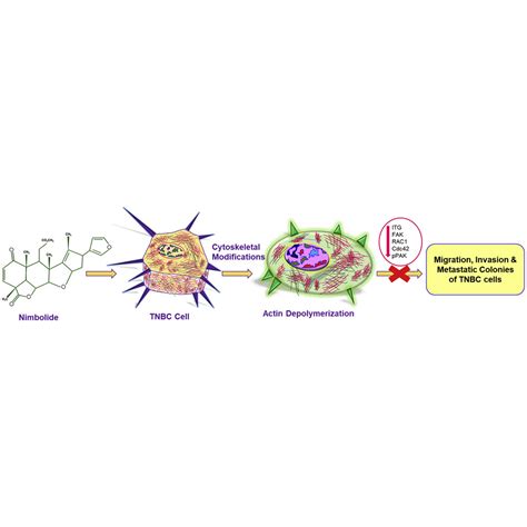 Involvement Of Actin Cytoskeletal Modifications In The Inhibition Of