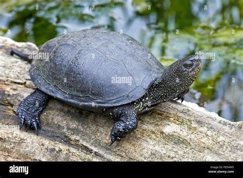 Turtle habitat hi-res stock photography and images - Alamy