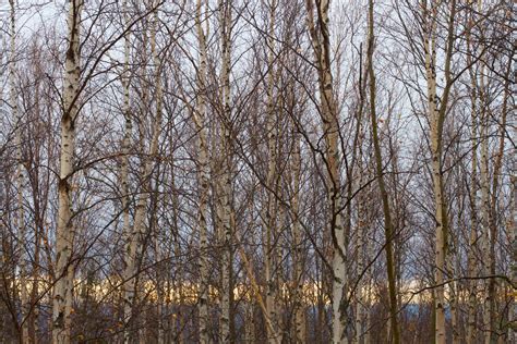 Fotos gratis árbol bosque rama nieve invierno planta hoja