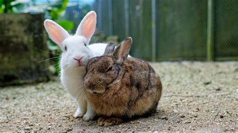 How to stop rabbits fighting | PetsRadar