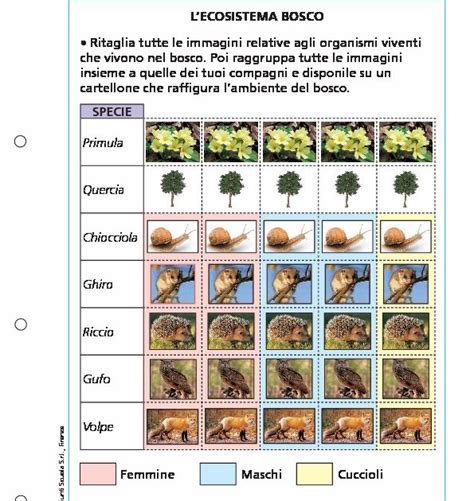 L Ecosistema Bosco Giunti Scuola