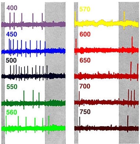 Figure 17 [impulse Discharges Of Ganglion Cells ] Webvision Ncbi Bookshelf