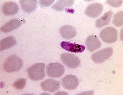 parasite science aaas