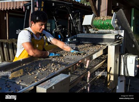 France Gironde Bassin D Arcachon Cap Ferret Oyster Farming Oyster