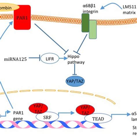 hippo pathway activity  breast cancer cell stemness