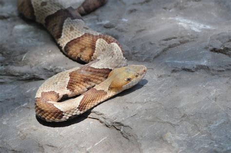 Florida Snake Populations - On Point Wildlife Removal