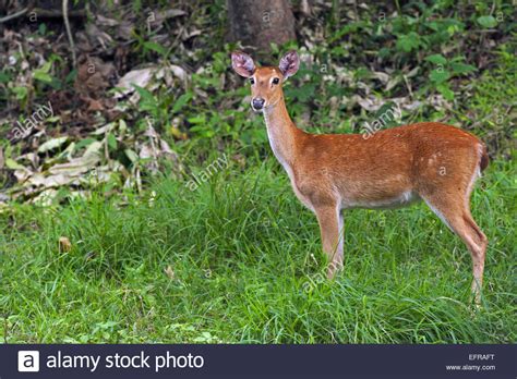 Eld S Deer Thamin Brow Antlered Deer Panolia Eldii Endangered