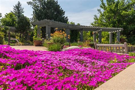 Steppe plants, from the wilds to your gardens | Denver Botanic Gardens