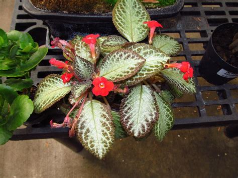 Photo Of The Entire Plant Of Episcia Episcia Cupreata Chocolate