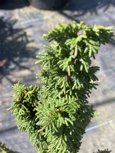 Pin On Japanese Maples And Conifers