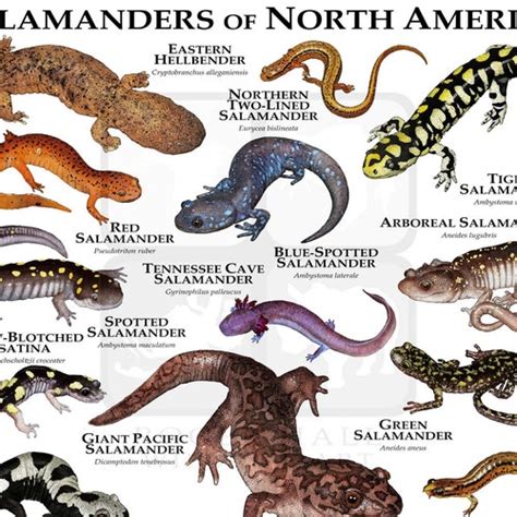 Rattlesnakes Of The North America Poster Print Etsy