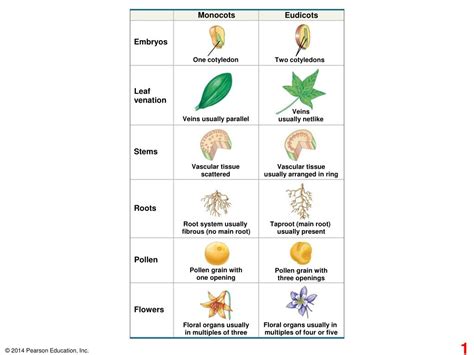 PPT - Eudicots PowerPoint Presentation, free download - ID:5428592