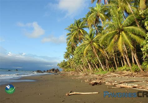 5 Surf Spots, 1 Secret: Navigating Pavones, Costa Rica Like A Pro